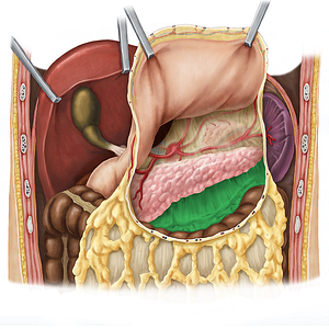 Transverse mesocolon (#5096)