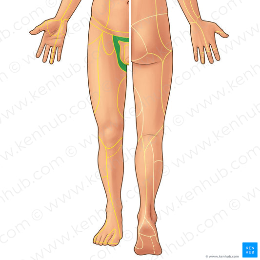 Genital branch of genitofemoral nerve (#21876)