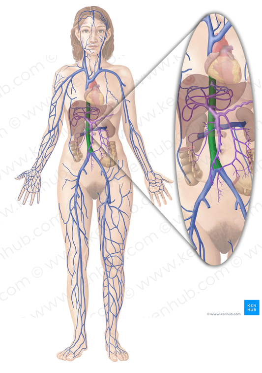 Inferior vena cava (#10062)