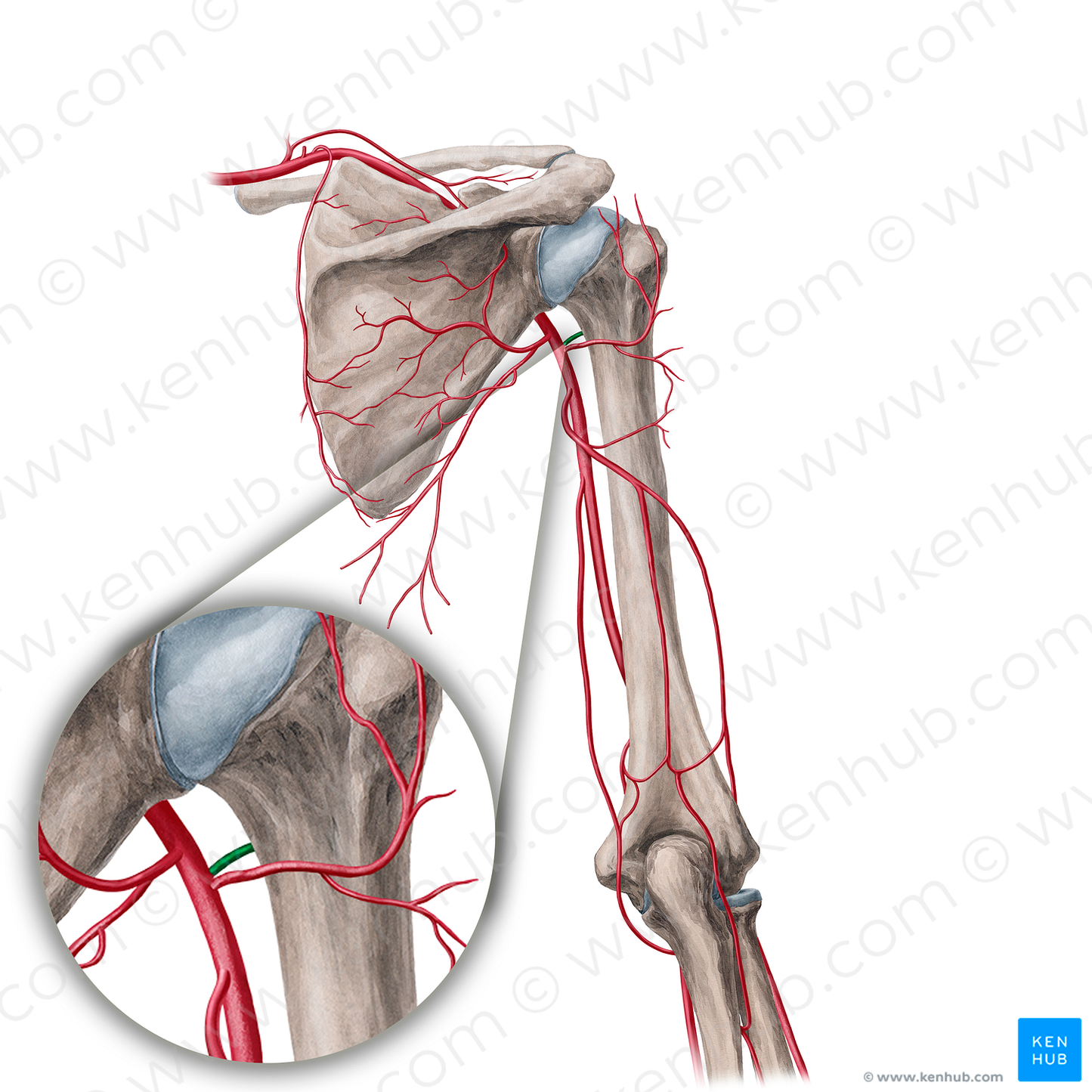 Anterior circumflex humeral artery (#21695)