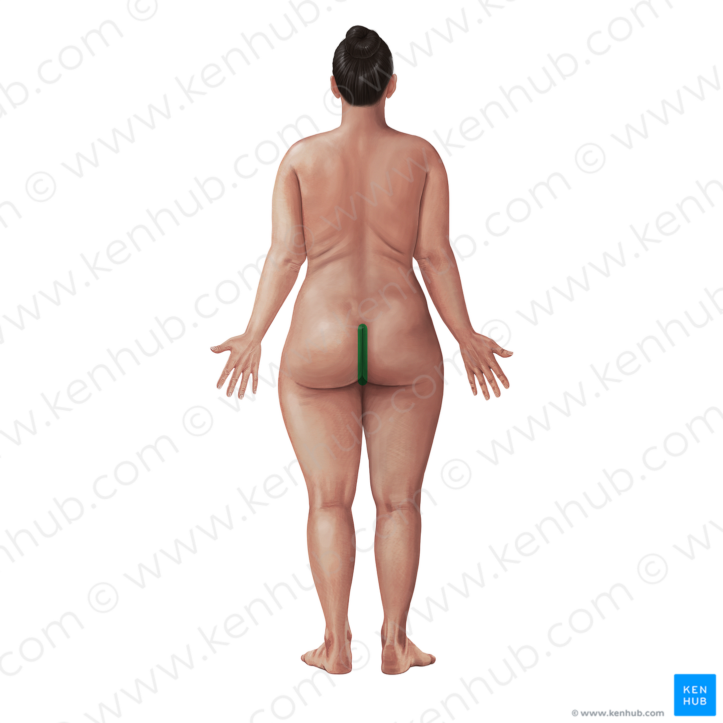 Intergluteal cleft (#21071)