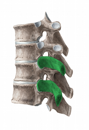 Neck of rib (#21731)