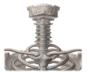 Posterior tubercles of transverse processes C4-C6 (#19597)