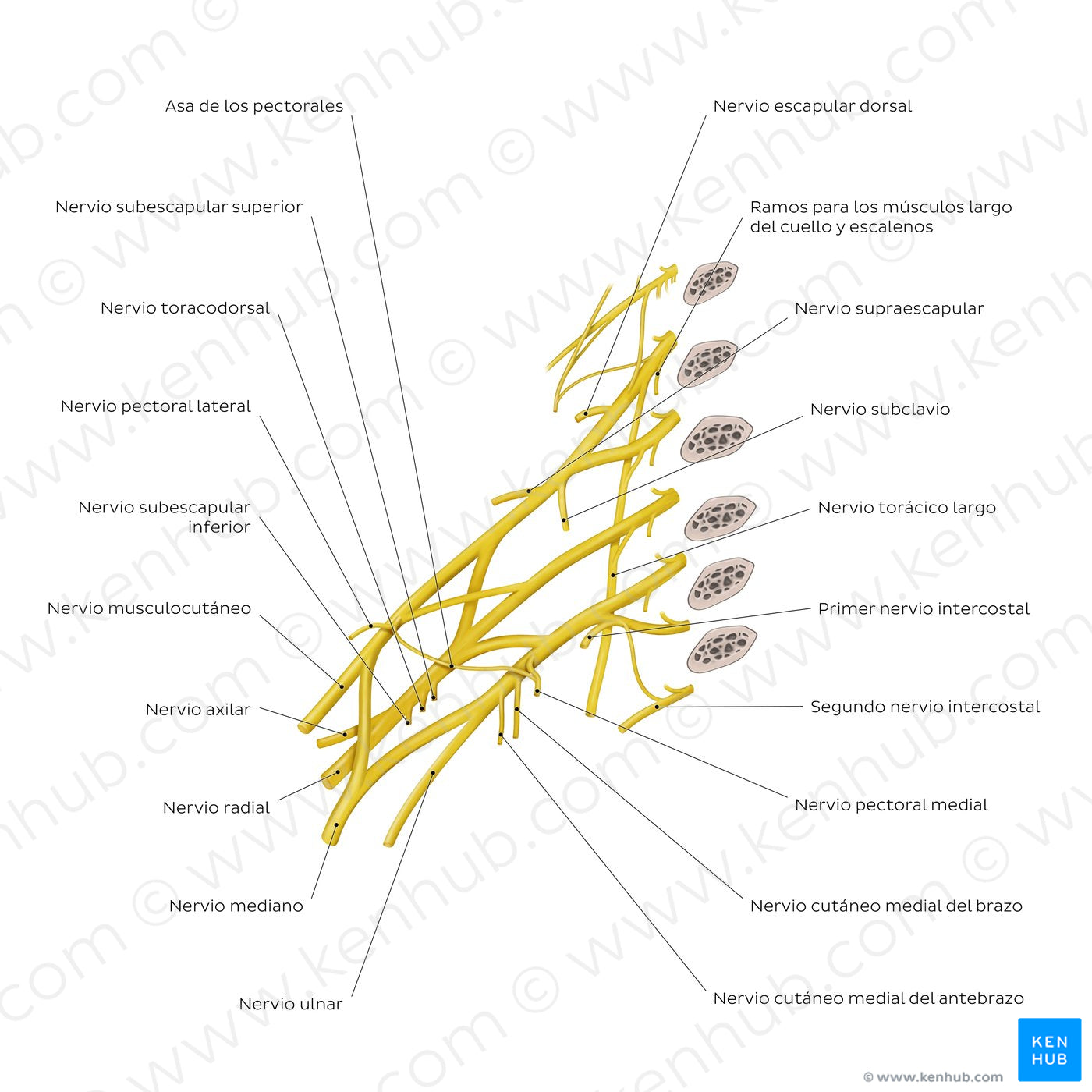 Brachial plexus: branches (Spanish)