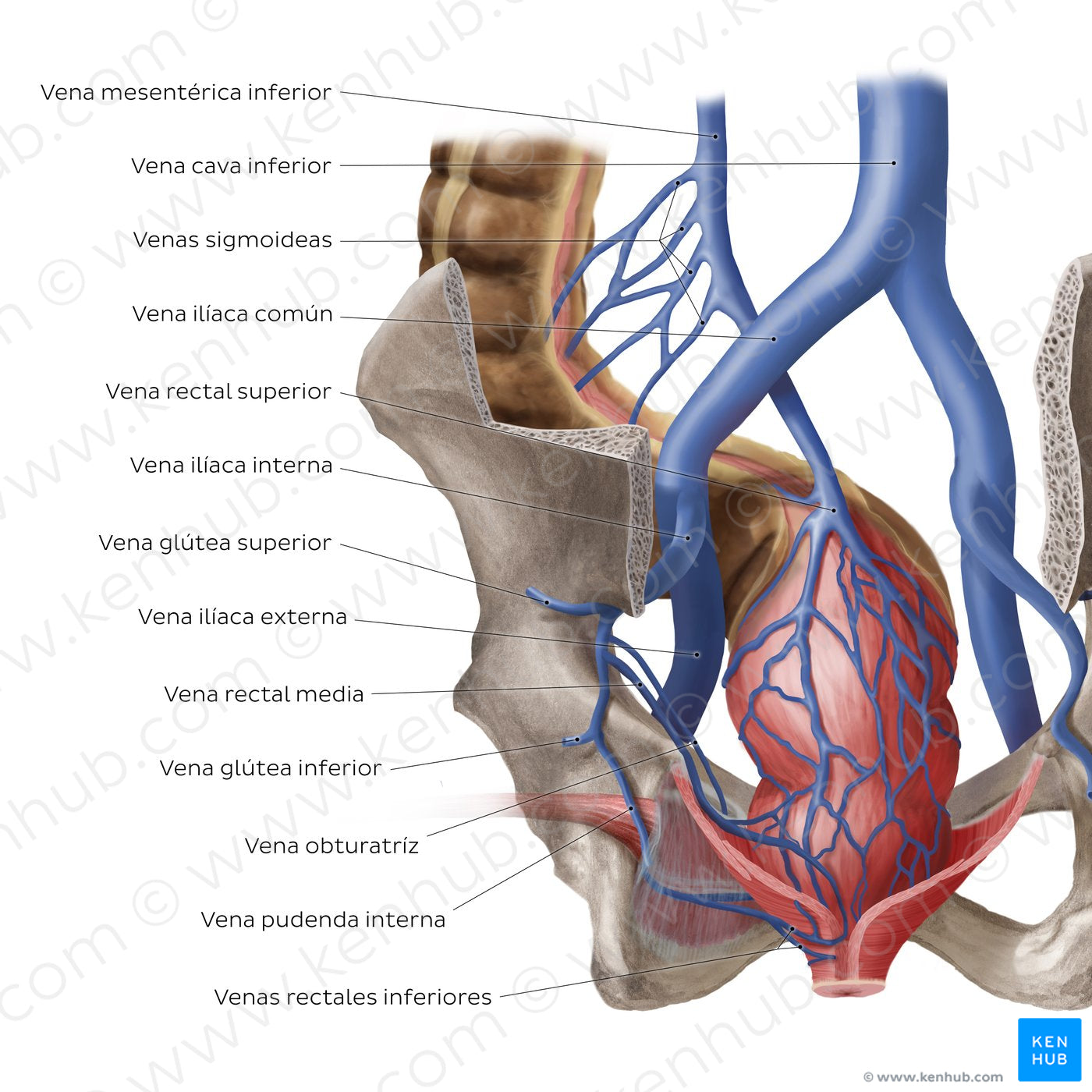 Veins of the rectum (Spanish)