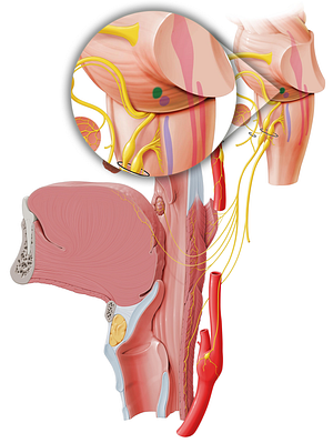 Superior salivatory nucleus (#7256)