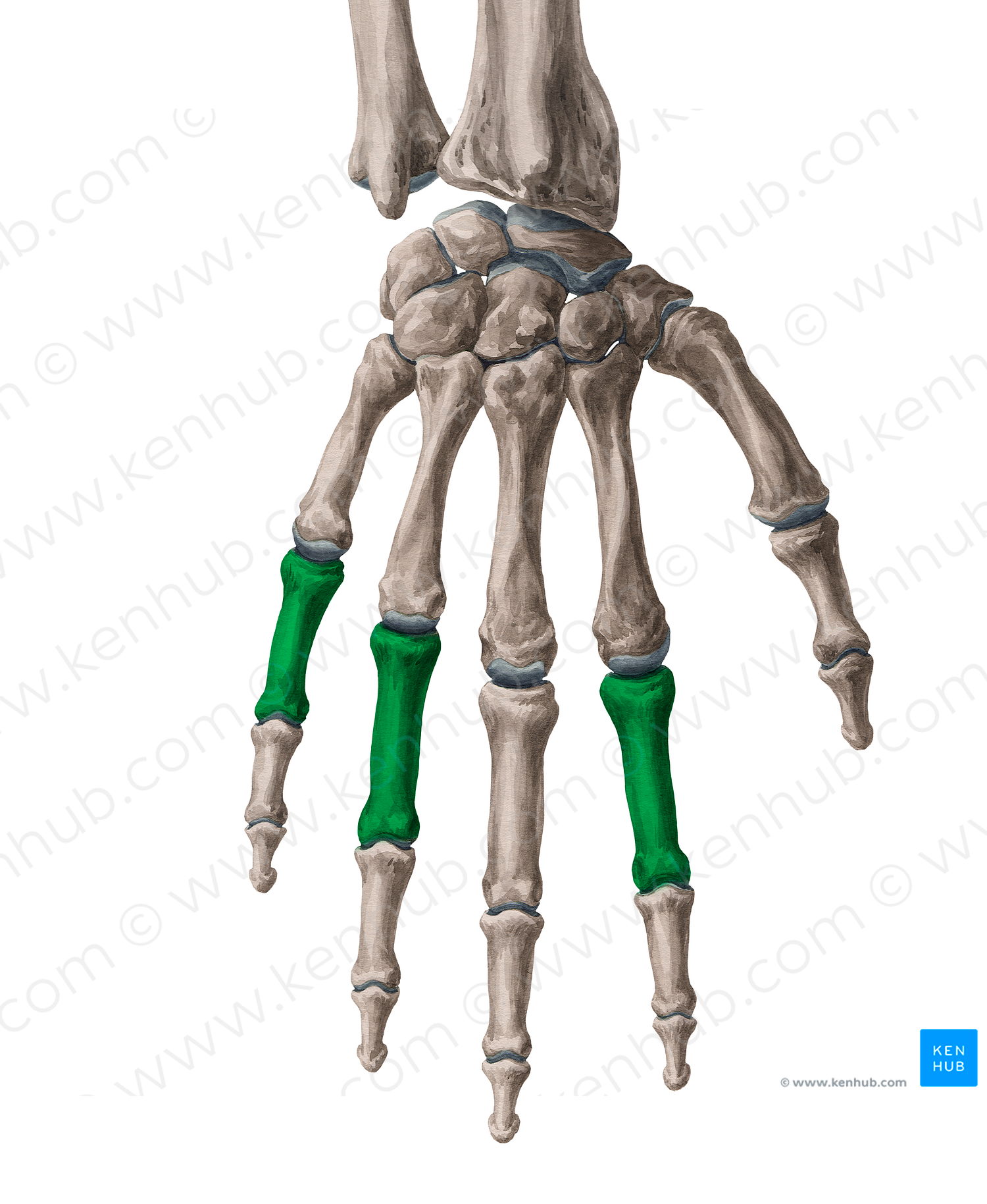 Proximal phalanges of 2nd, 4th & 5th fingers (#18598)
