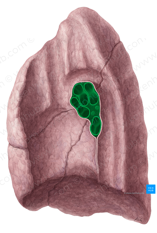 Hilum of lung (#21472)