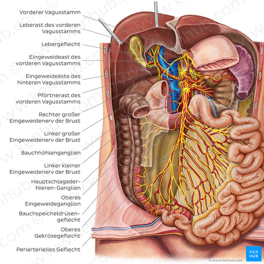 Innervation of the small intestine (German)