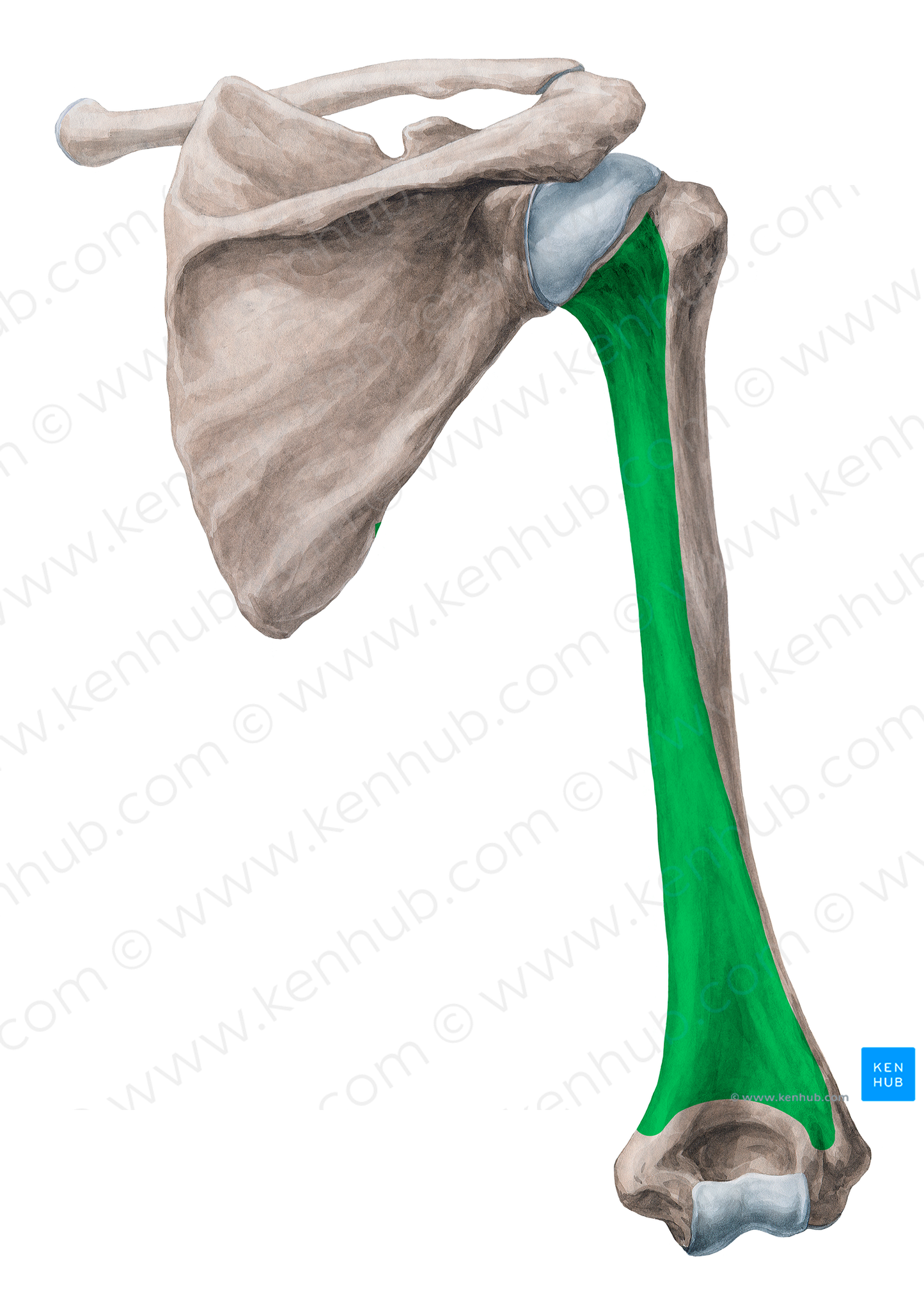 Posterior surface of humerus (#19939)