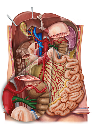 Left renal artery (#1752)