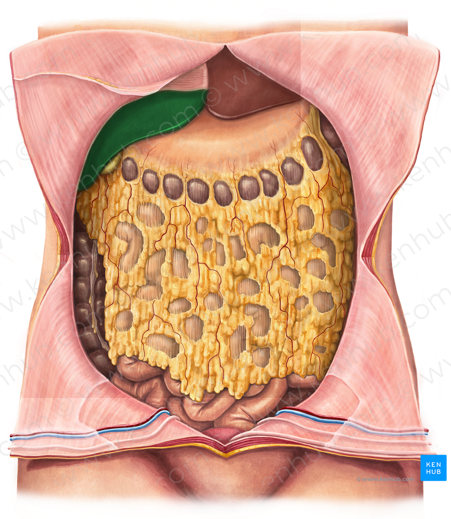 Right lobe of liver (#4791)