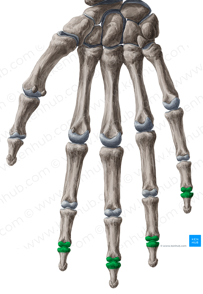 Distal interphalangeal joints of 2nd-5th fingers (#2043)