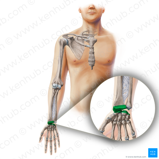 Radiocarpal joint (#19895)