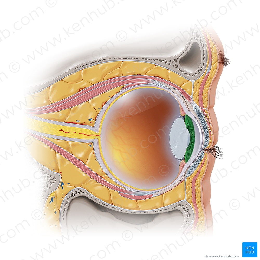 Iris (#4331)