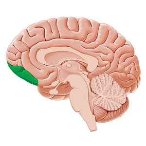 Orbitofrontal cortex (#20334)
