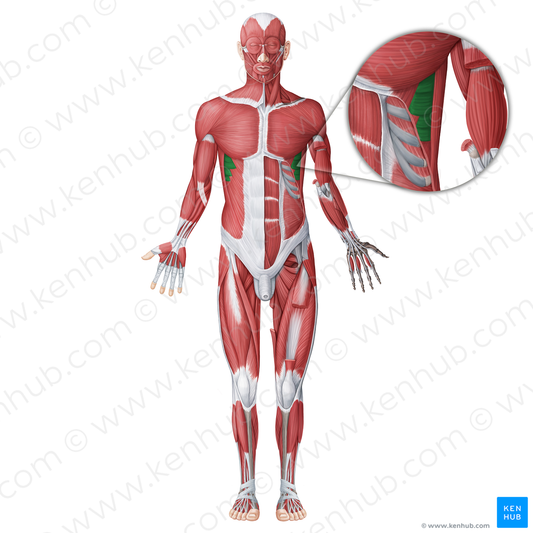 Serratus anterior muscle (#18743)