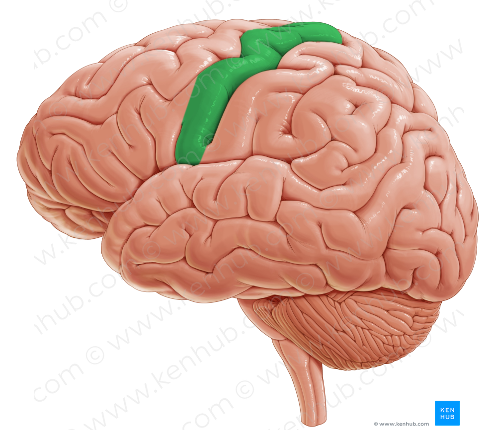 Precentral gyrus (#4199)