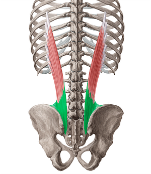 Tendon of iliocostalis lumborum muscle (#9430)