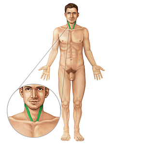 Sternocleidomastoid muscle (#6009)