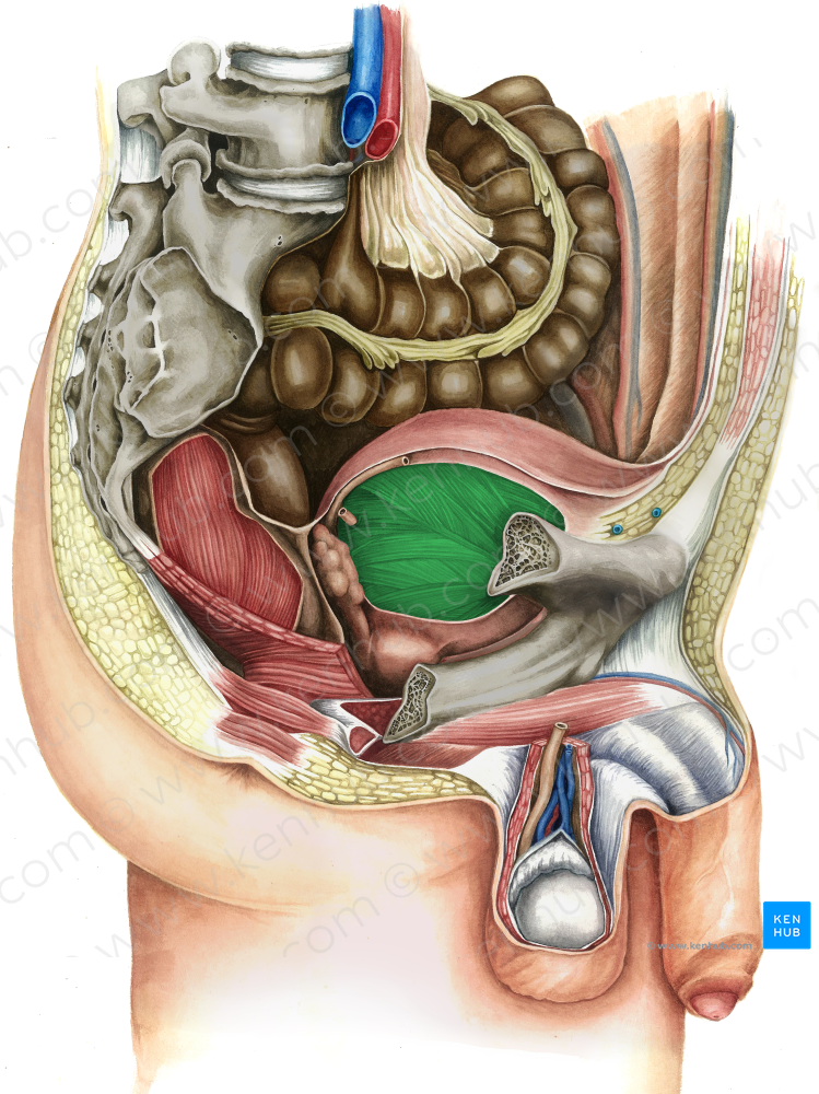 Urinary bladder (#10814)