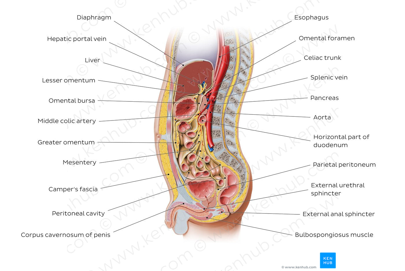 Sagittal section of the abdomen 1 (English)