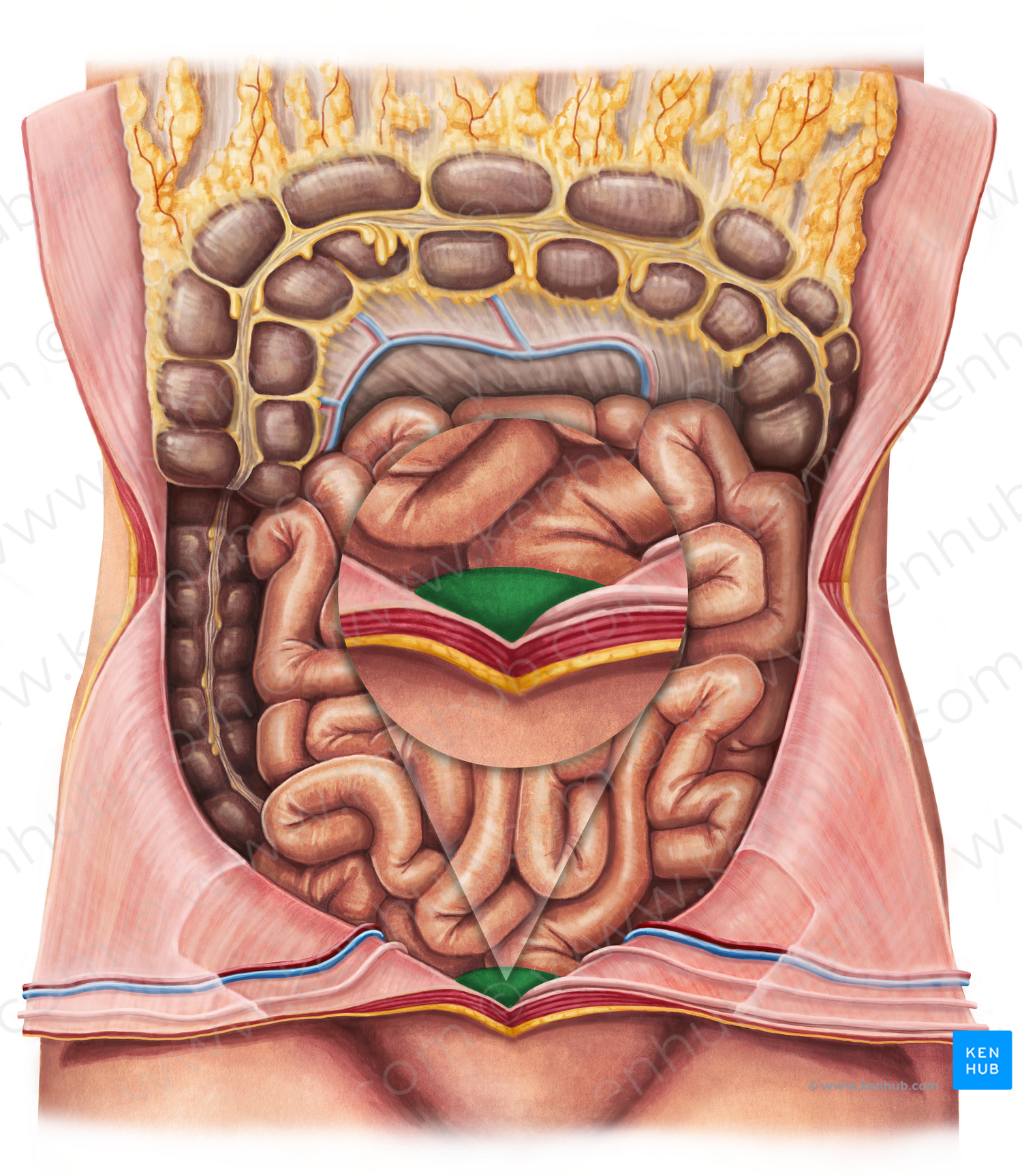 Urinary bladder (#10807)