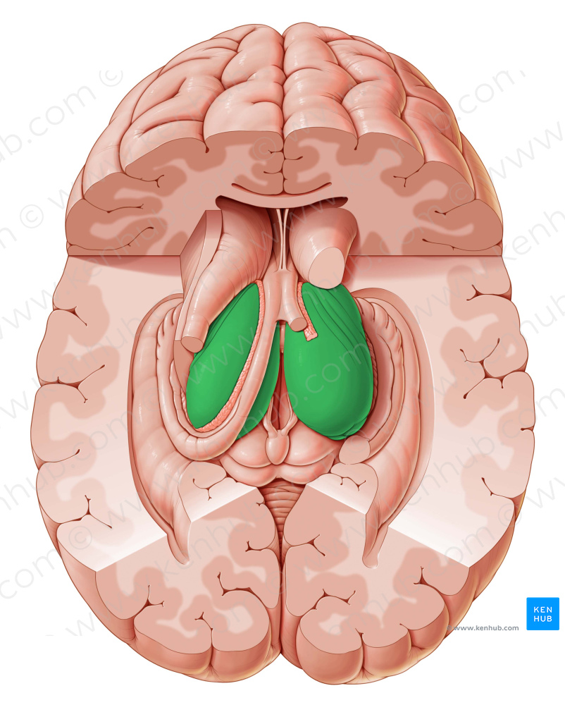 Thalamus (#9437)