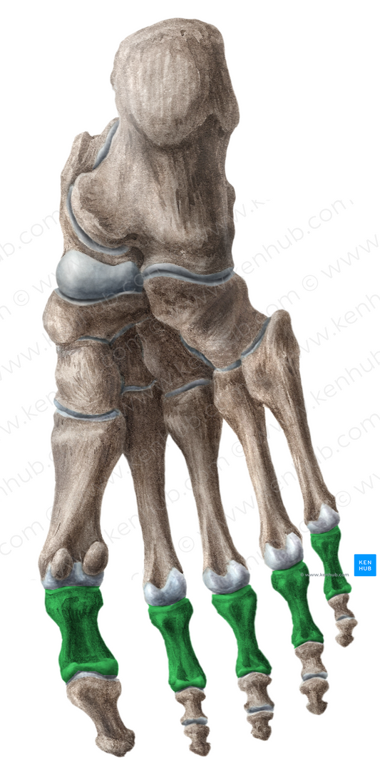 Proximal phalanges of foot (#7899)