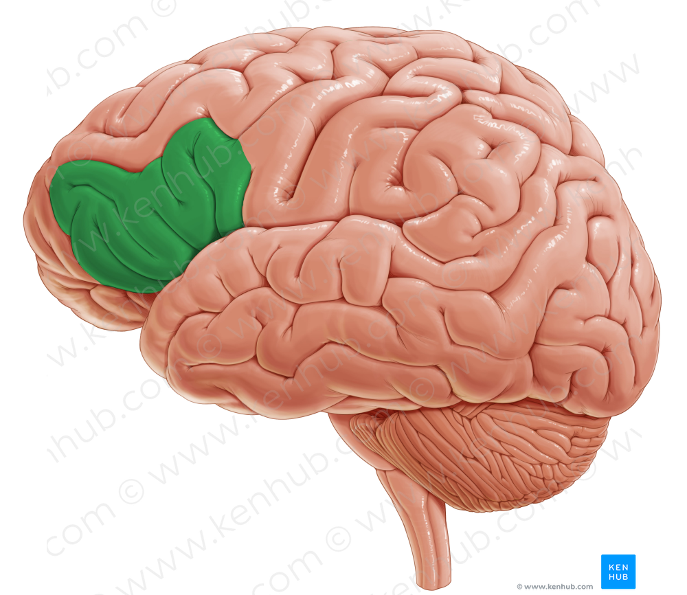 Inferior frontal gyrus (#4173)