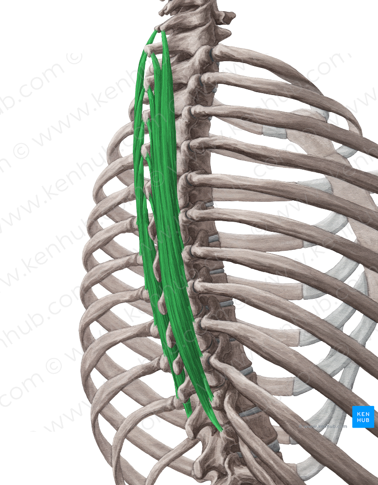 Semispinalis thoracis muscle (#5936)