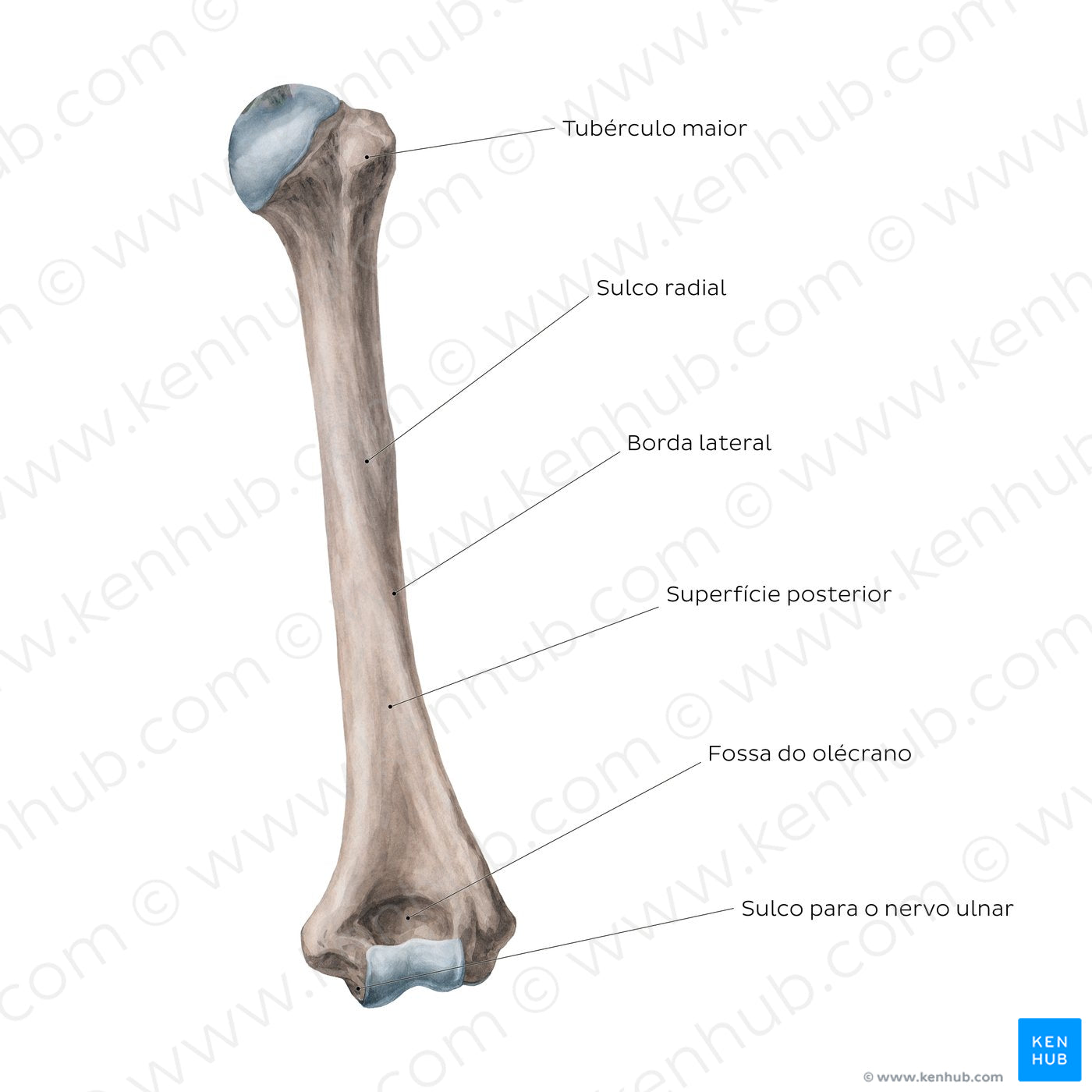 Humerus: Posterior view (Portuguese)