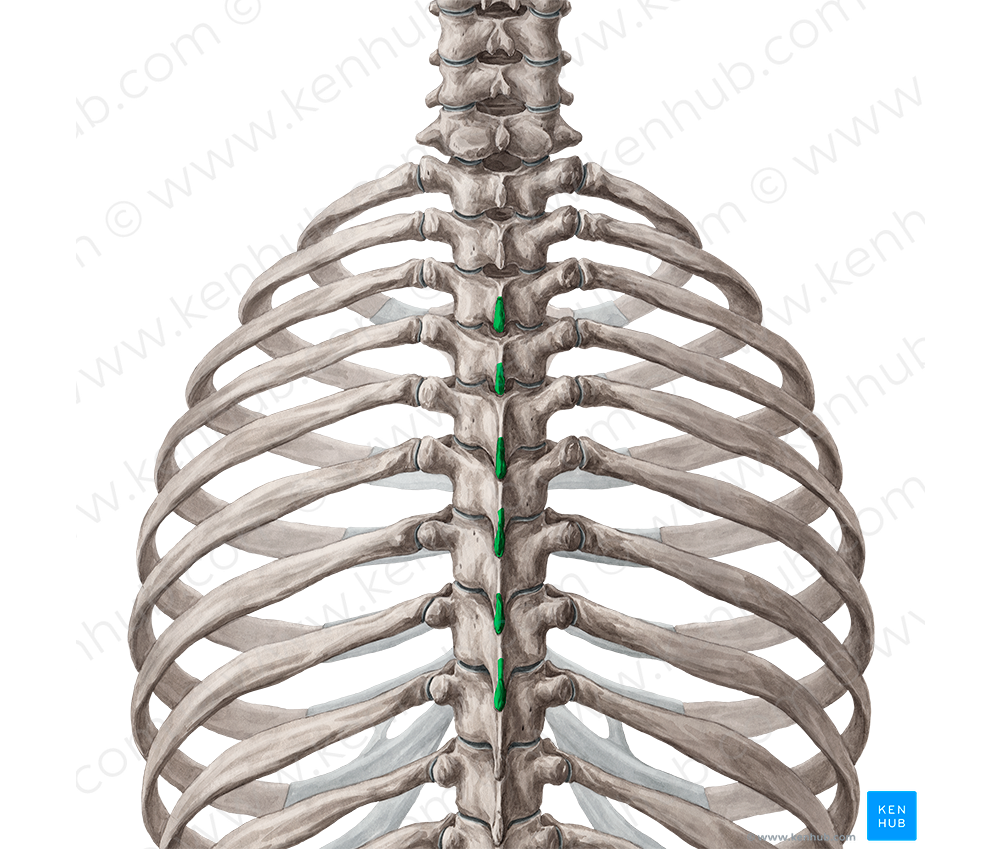 Spinous processes of vertebrae T3-T8 (#8279)