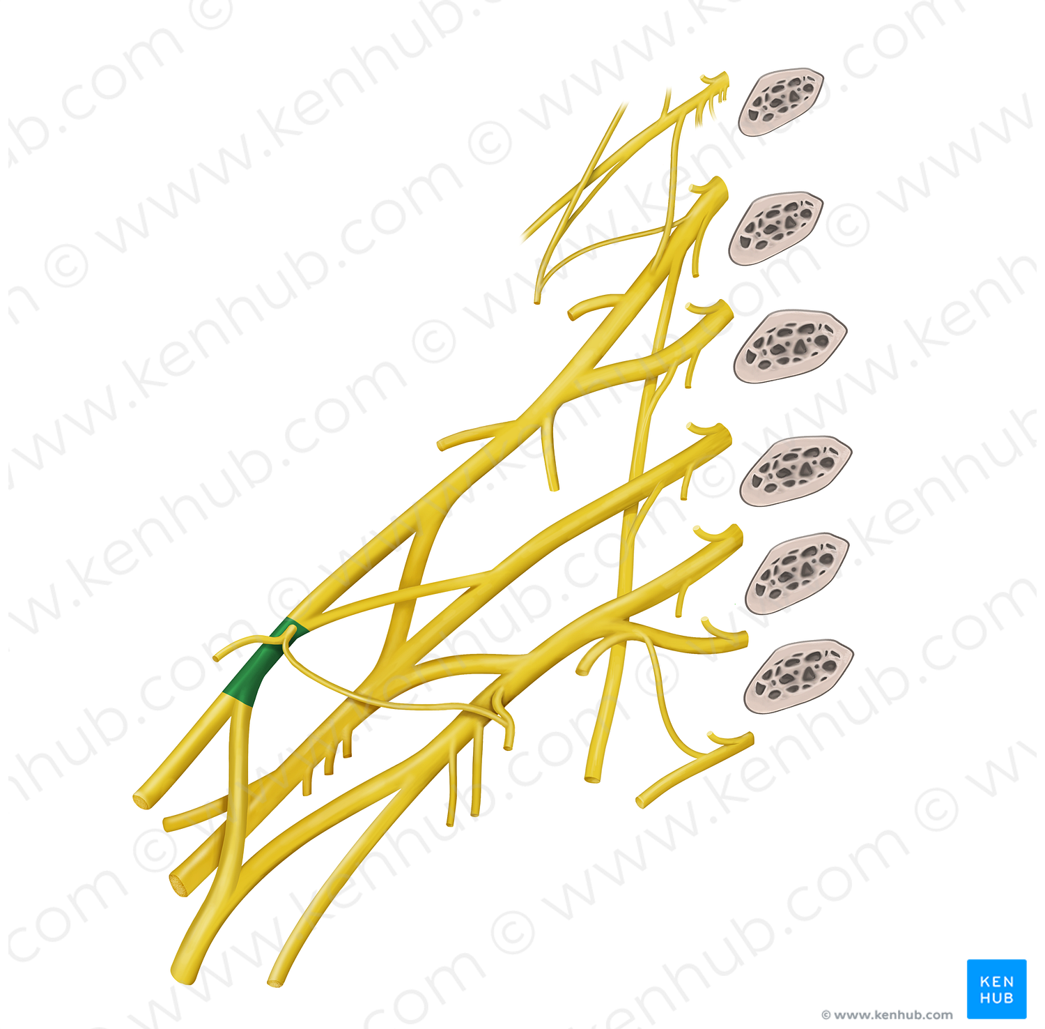 Lateral cord of brachial plexus (#3603)