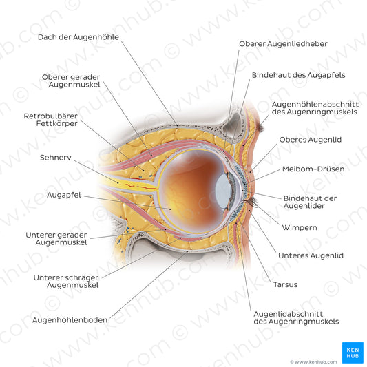 Eye in situ: sagittal section (German)