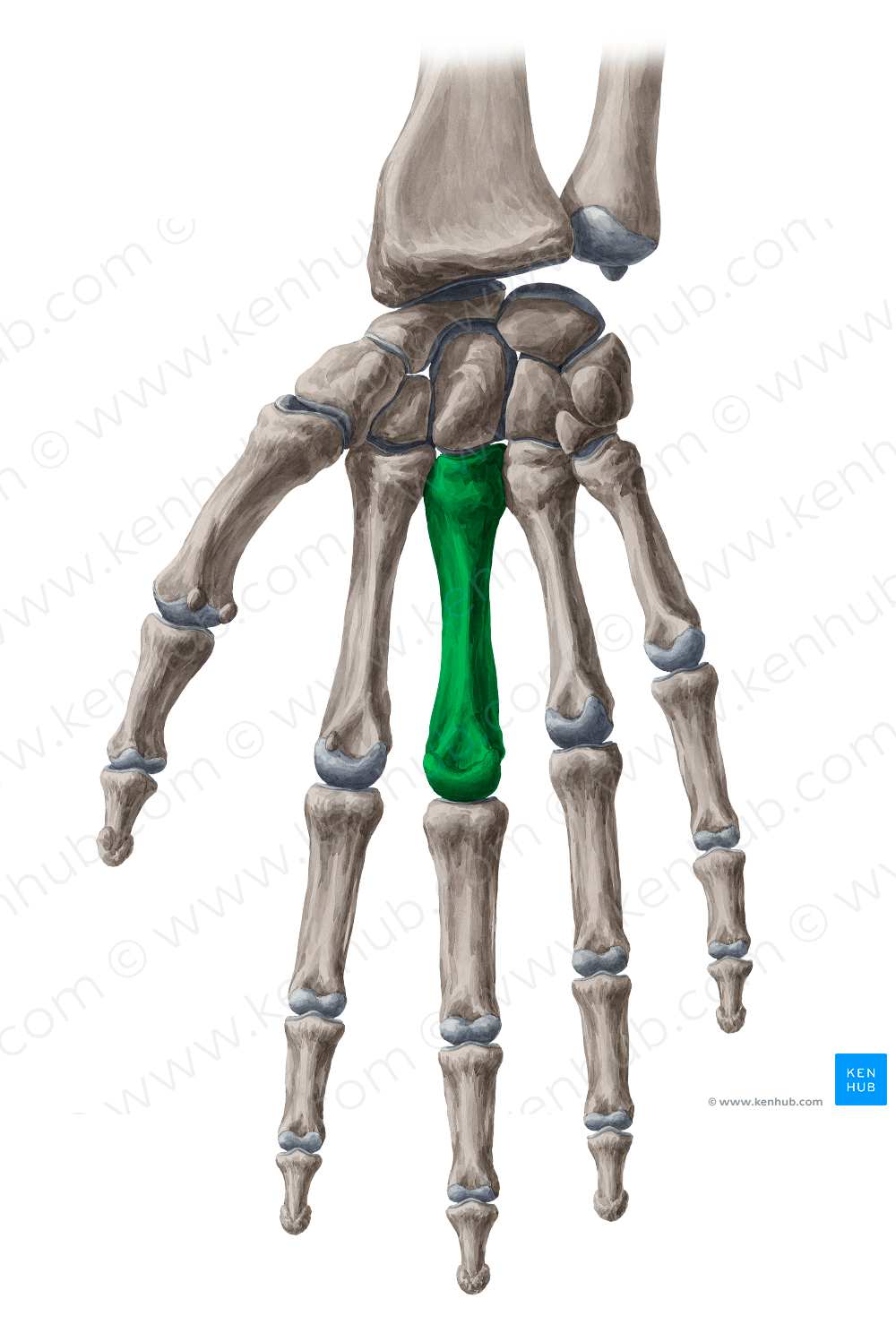 3rd metacarpal bone (#7416)