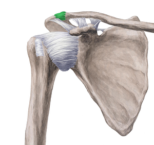 Acromioclavicular joint (#1996)