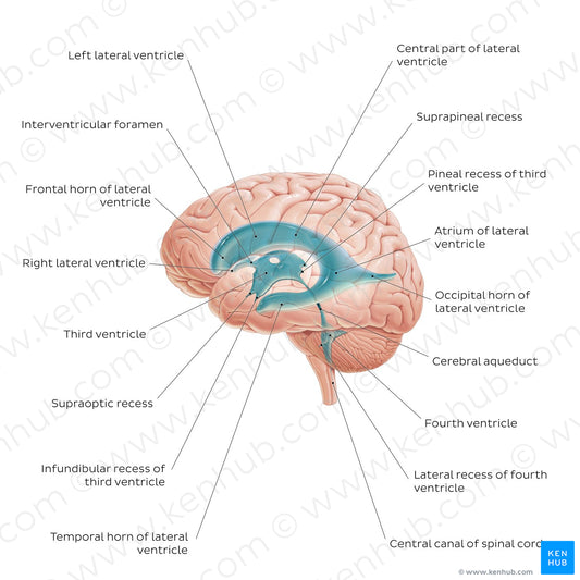 Ventricles of the brain (English)