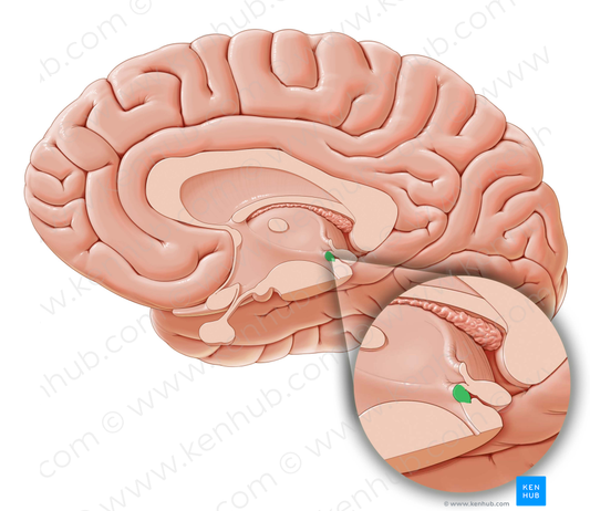 Posterior commissure (#2784)