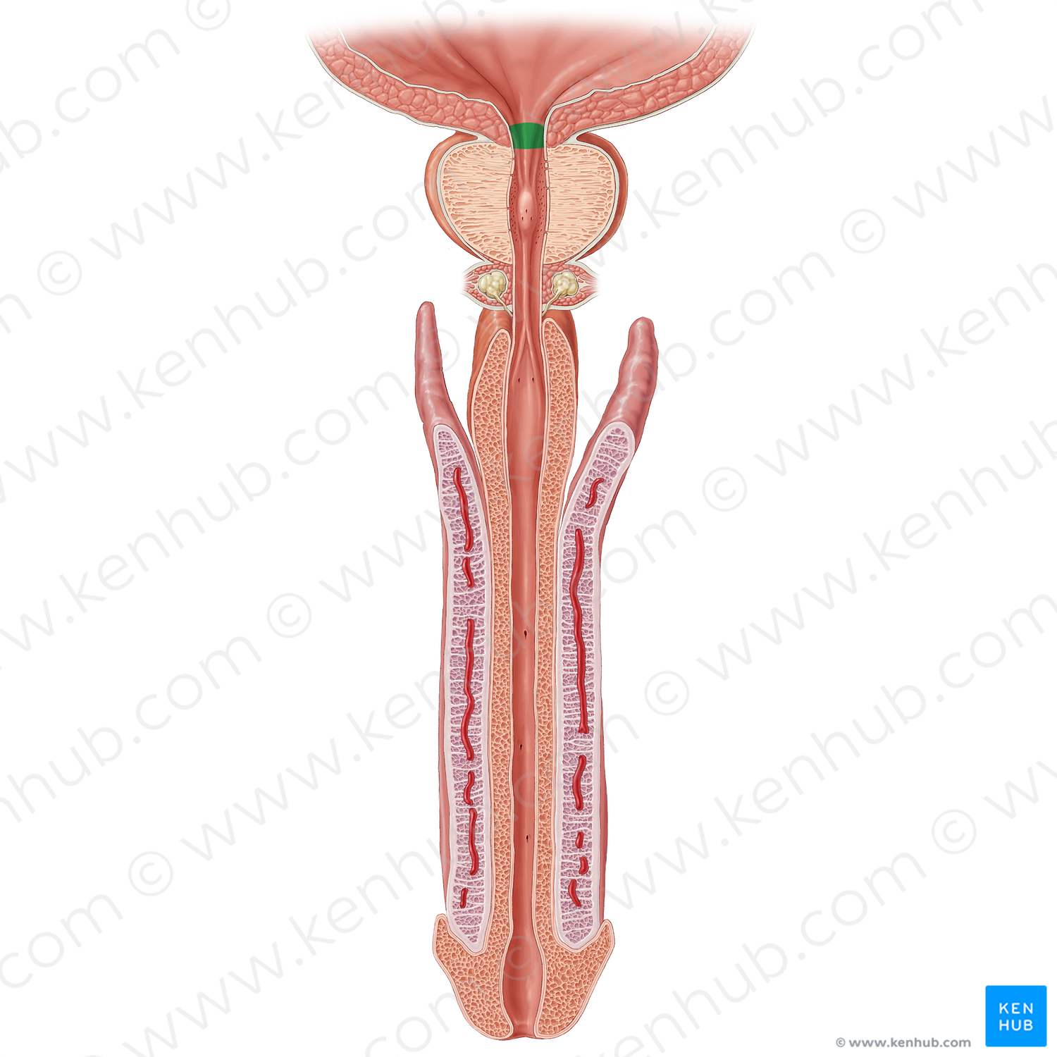 Preprostatic part of urethra (#20552)