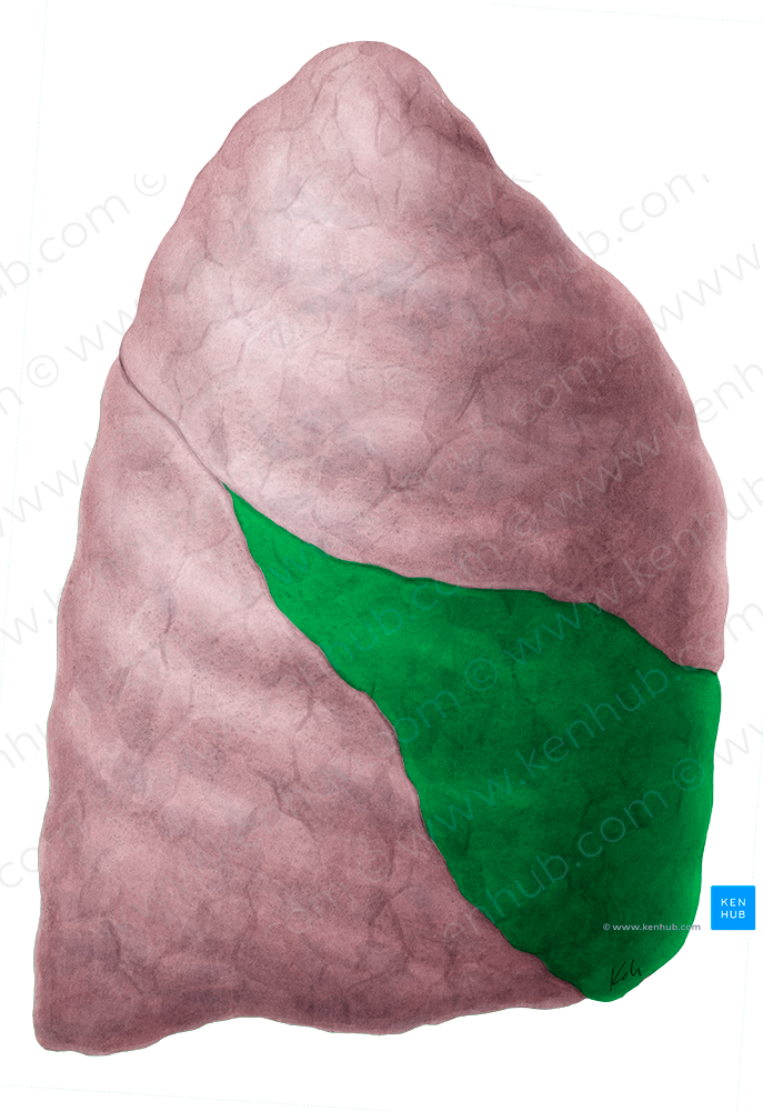 Middle lobe of right lung (#4839)