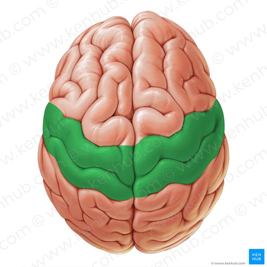 Central lobe (#19105)