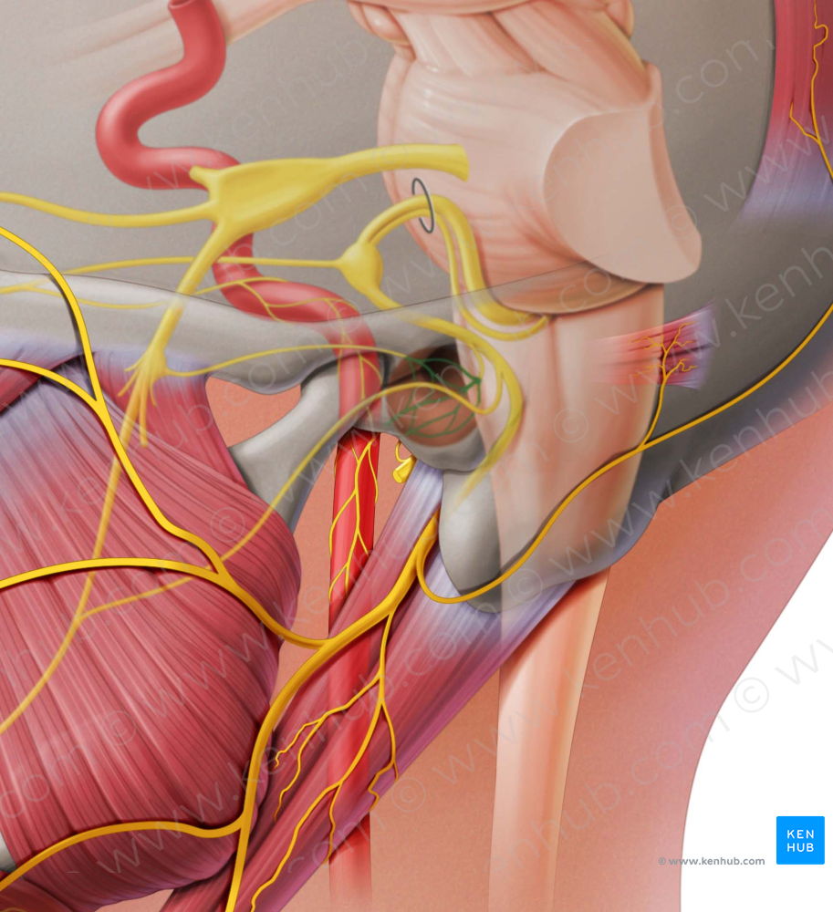 Tympanic plexus (#8046)