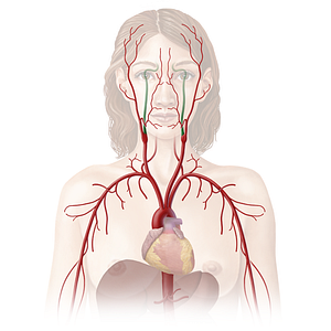 Internal carotid artery (#986)