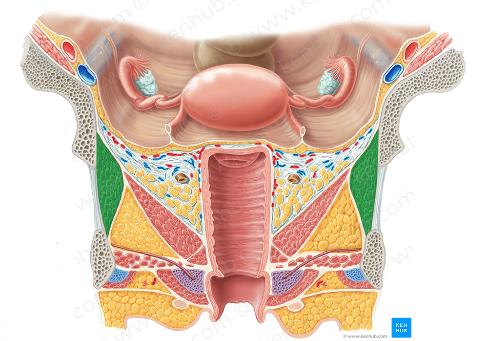 Obturator internus muscle (#5672)