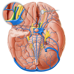 Inferior ophthalmic vein (#18229)