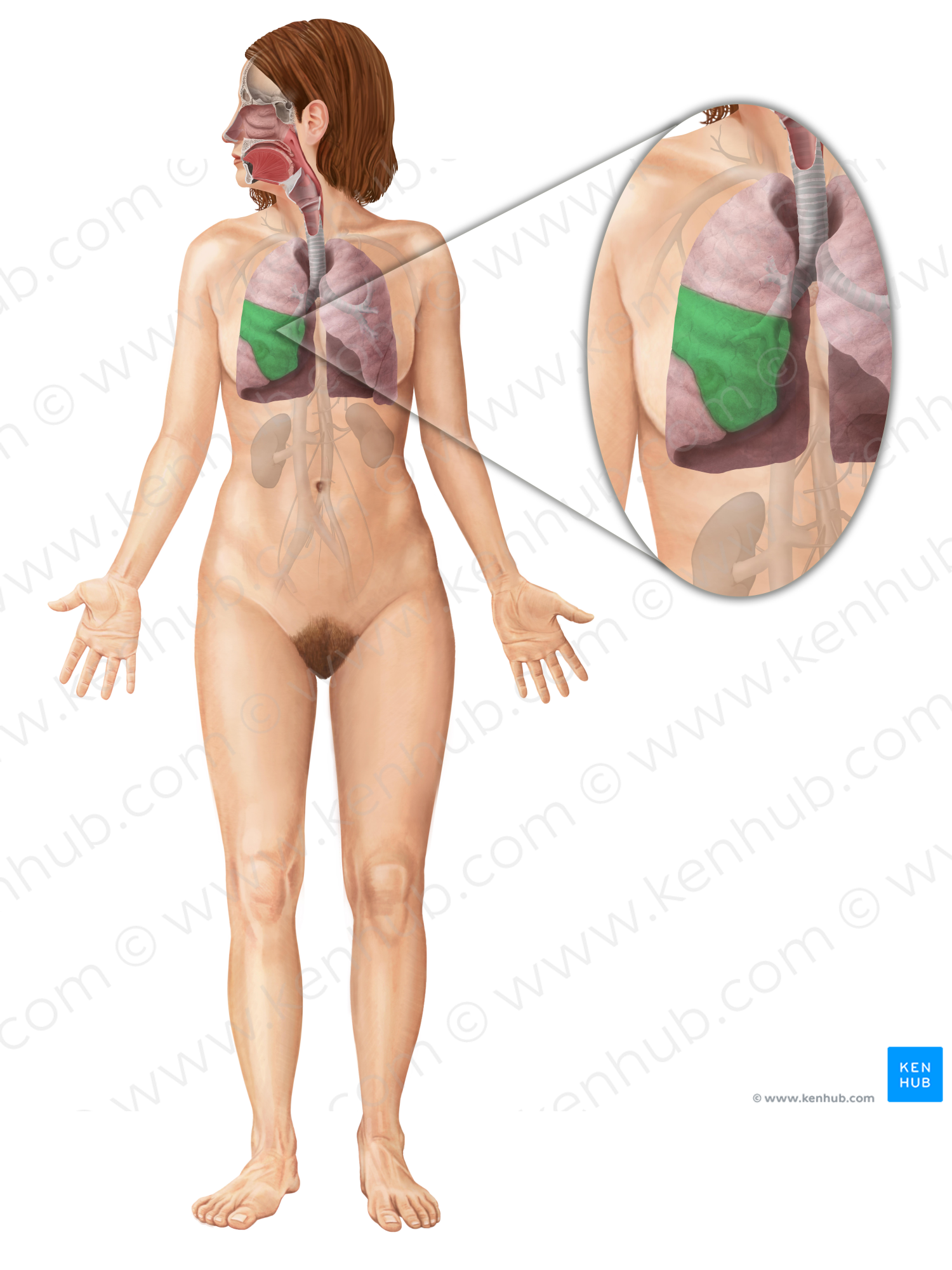 Middle lobe of right lung (#4846)