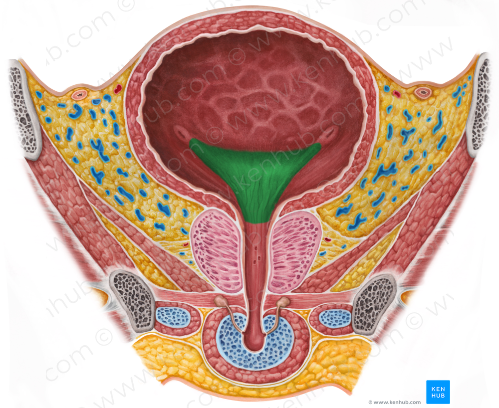 Trigone of urinary bladder (#9568)