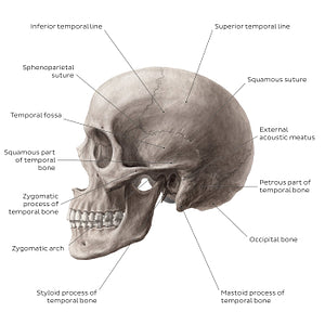 Skull (lateral view) (English)