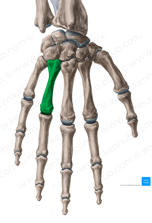 4th metacarpal bone (#7418)